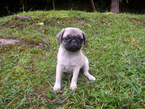 Pug Belíssima Feminha