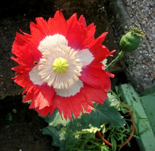 Semillas De Flor Amapola Bandera Danesa Alta Germinación