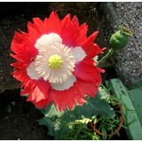 Semillas De Flor Amapola Bandera Danesa Alta Germinación