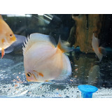 Pez Discus Blue Diamond 