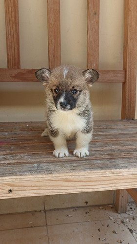 Welsh Corgis Pembroke