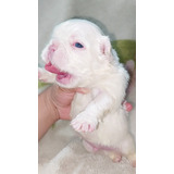 Cachorros Bulldog Frances Fluffys  Pied Blues