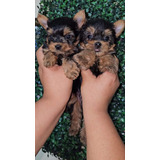 Cachorros Yorkshire Terrier 