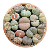 Lithops Pedra Viva Flor Cacto Suculenta P/ Mudas 20 Sementes