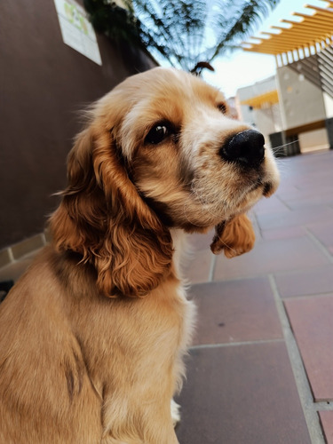 Cachorro Cocker Spaniel