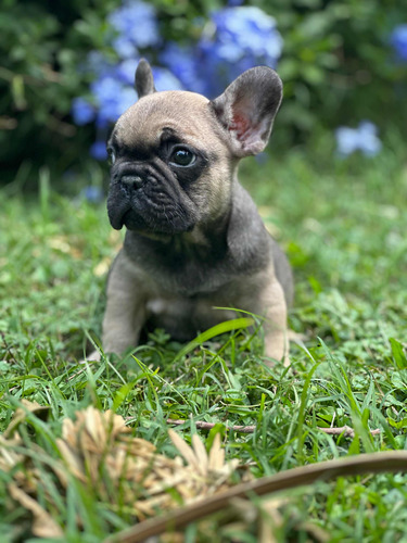 Cachorro Bulldog  Francés  Sable Fawn Con Pedigre