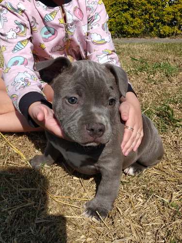 Filhote American Bully