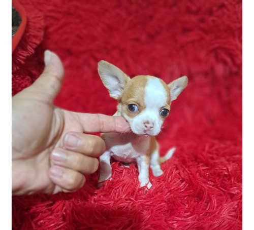 Chihuahua Miniatura Hembra