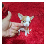 Chihuahua Miniatura Hembra