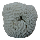 Coral Marino Cerebro Caracol Concha Pecera Baño 