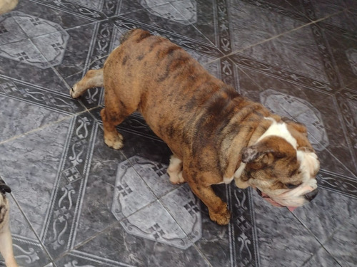 Bulldog Ingles Exótico Fawn Merle Hijo De Ragnar,choco Merle