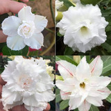 18 Sementes De Rosa Do Deserto Branca Dobrada/tripla 