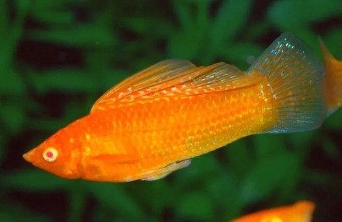 Pct. C/10 Peixes Molinesia Dalmata Red - Água Doce-aquário