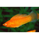 Pct. C/30 Peixes Molinesia Dalmata Red - Água Doce-aquário