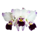 Orquídea Cattleya Labiata S/alba Pincelada X Semi Alba
