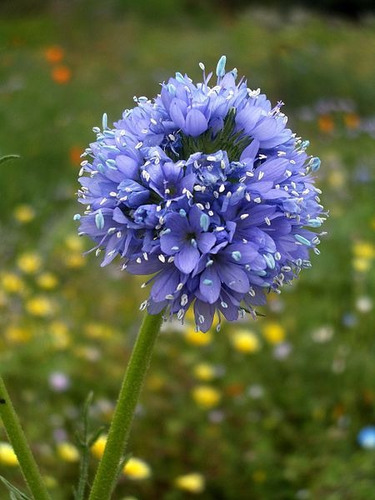 200 Semillas De Gilia Globo - Gilia Capitata - Atrae Abejas