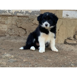 Cachorro Border Collie