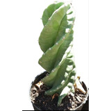 Cactus Espiralado - Cereus Spiralis