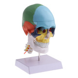 1: 1 Colorido Estatua De Cabeza Humana Cráneo Con Vértebra