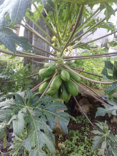 Plantas De Papaya Mayoreo