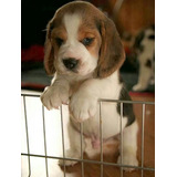 Cachorros Beagle Tricolor!