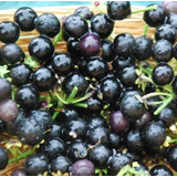 Sementes Solanum Burbanki Fruta Deliciosa Colheita: 75 Dias