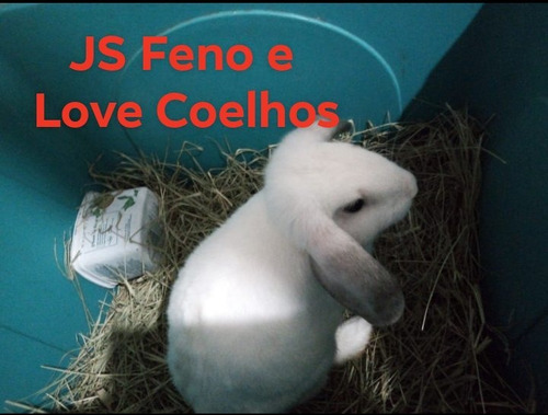 Coelho Mini Lop 