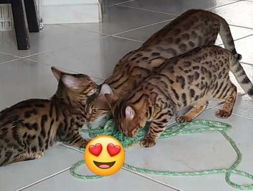 Gatos Bengali Espectaculares Con Su Registro De Pureza