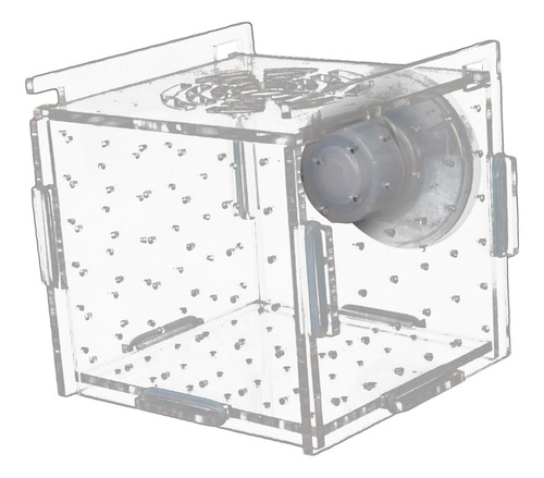 Caja De Cría De Peces De Acuario, Suministro De 8cmx8cmx8cm