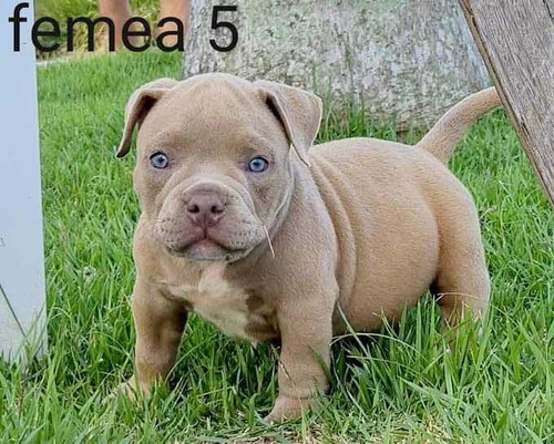 Filhotes De American Bully Pockets