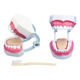 Modelo Dentadura Odontologo Dentista Educacion Bucal