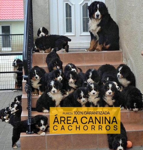 Cachorros Boyero De Berna Hermosos C/ Garantia - Area Canina