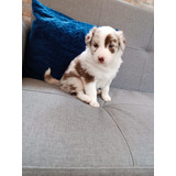 Cachorro Border Collie Choco Merle Animal Pets Colombia 