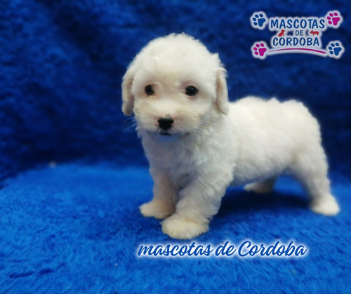 Venta De Cachorros French Poodle Caniche En Orizaba Veracruz