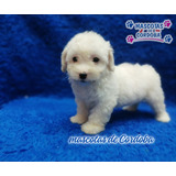 Venta De Cachorros French Poodle Caniche En Orizaba Veracruz