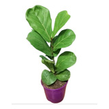 Ficus Lyrata Pandurata Premium