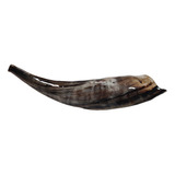 Shofar Carnero Kosher Spdf049 Enseñanza + Envio 32.2cm