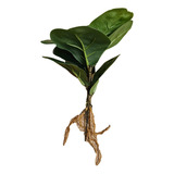 Plantin Ficus Pandurata Artificial Calidad Premium