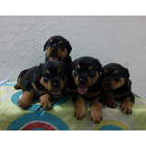 Vendo Cachorros Rottweiler