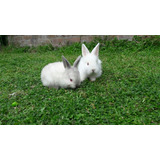 Conejos Bebé Raza Nueva Zelanda