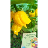 Semillas Aji Carolina Reaper Amarillo X 15