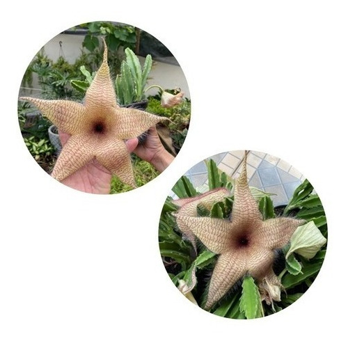 Stapelia Gigantea Amarela Top Para Colecionadores Exigentes 