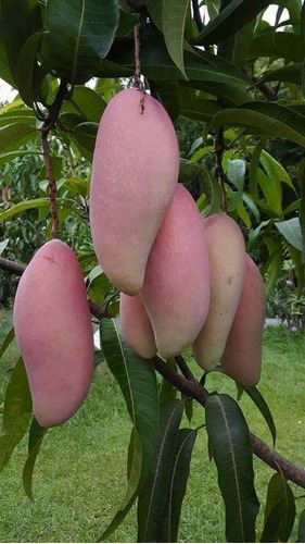 Árboles Frutales Melocomango Mangos Para Cultivo
