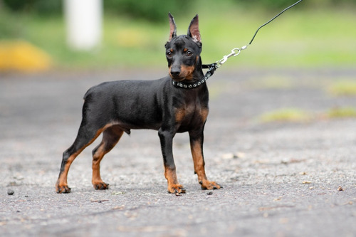 Pinscher Miniatura 