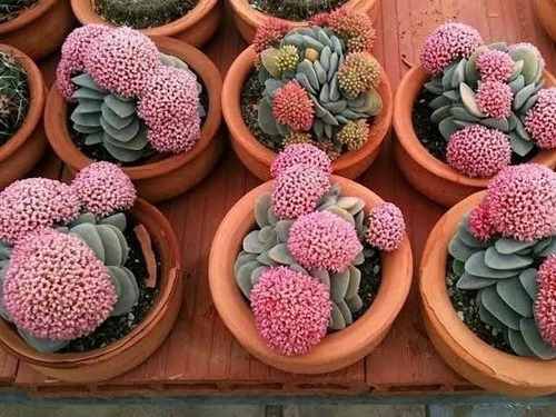 Crassula Morgan Beauty Suculenta Cactus Con Mercado Envíos 