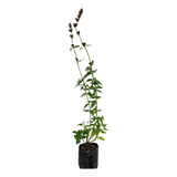Toronjil Morado - Agastache Mexicana Planta 30cm De Altura
