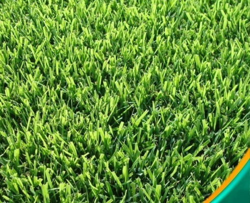 500g De Sementes Grama Batatais P/ Campo De Futebol E Jardim