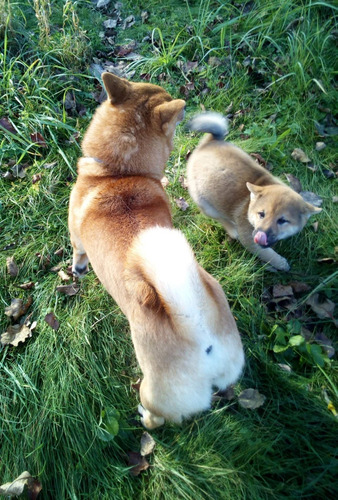 Shiba Inu 