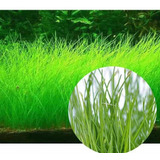 Eleocharis Minima Planta Grama Natural Aquário 20 Sementes