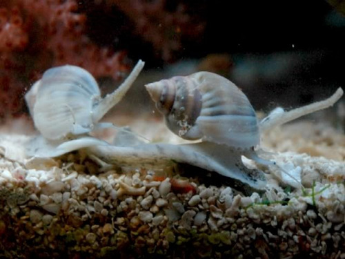 Caracol Nassarius X5